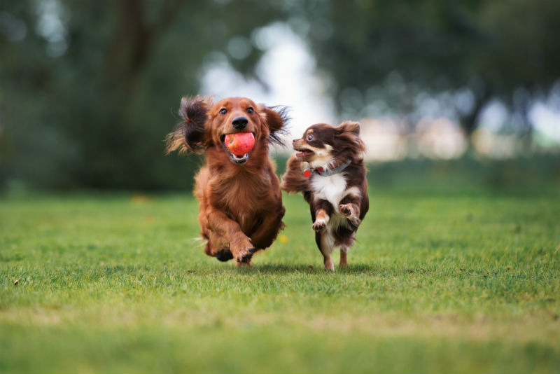 כלבים משחקים בגינת כלבים על דשא