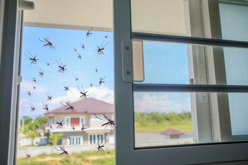 רשתות יתושים לבית. צילום ממאגר shutterstcok, צילום: Kwangmoozaa
